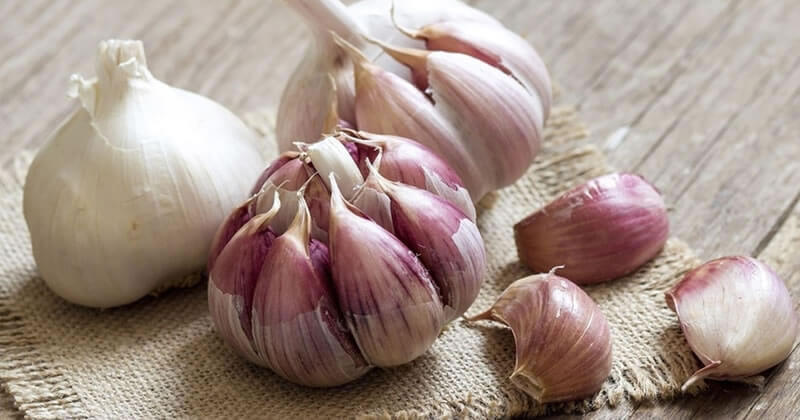 Arole Cultural | Numa Horta Mágica, o Alho é um ingrediente mágico poderoso que ainda traz diversos benefícios à saúde! Acesse e descubra!